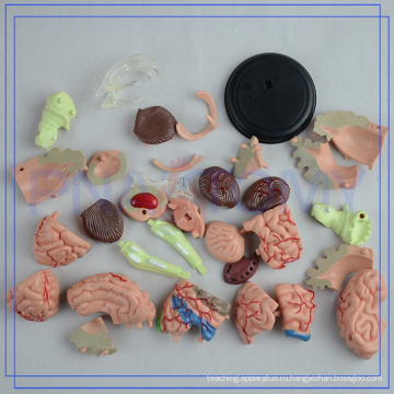 ПНТ-0613 в 4D анатомическая модель мозга 